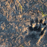 Impronta di lupo su argilla