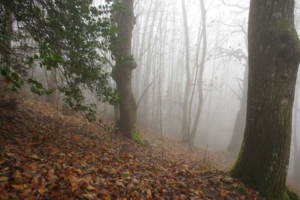 Monte Ascensione - Bosco in inverno