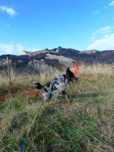 Foto Cani Calanchi e Vino 2019 (14)